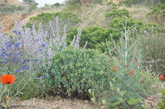 Seseli dichotomum