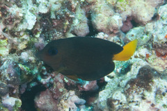 Ctenochaetus binotatus