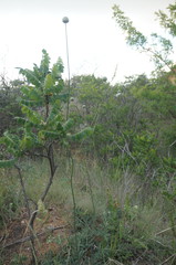 Rhaponticoides taliewii