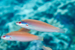 Pseudocoris yamashiroi