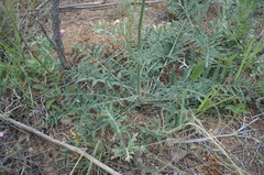 Rhaponticoides taliewii