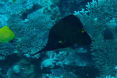 Forcipiger longirostris