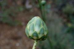 Rhaponticoides taliewii