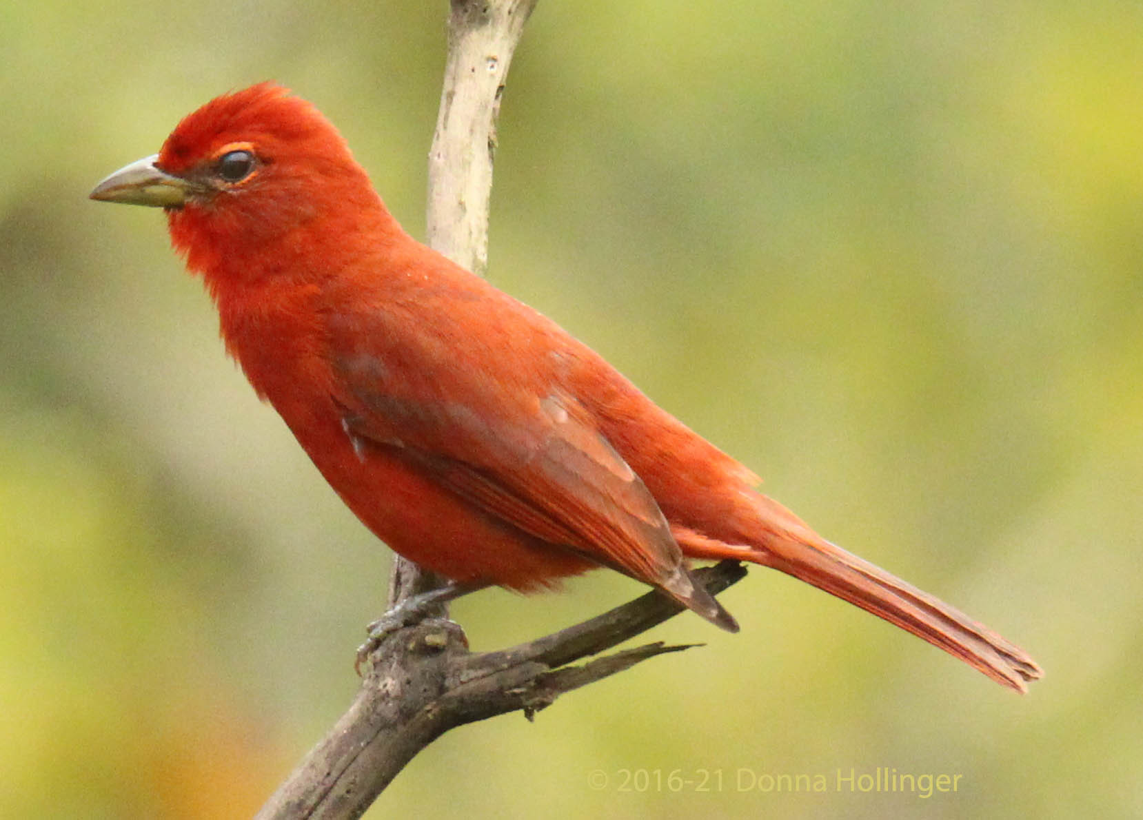 Piranga rubra image