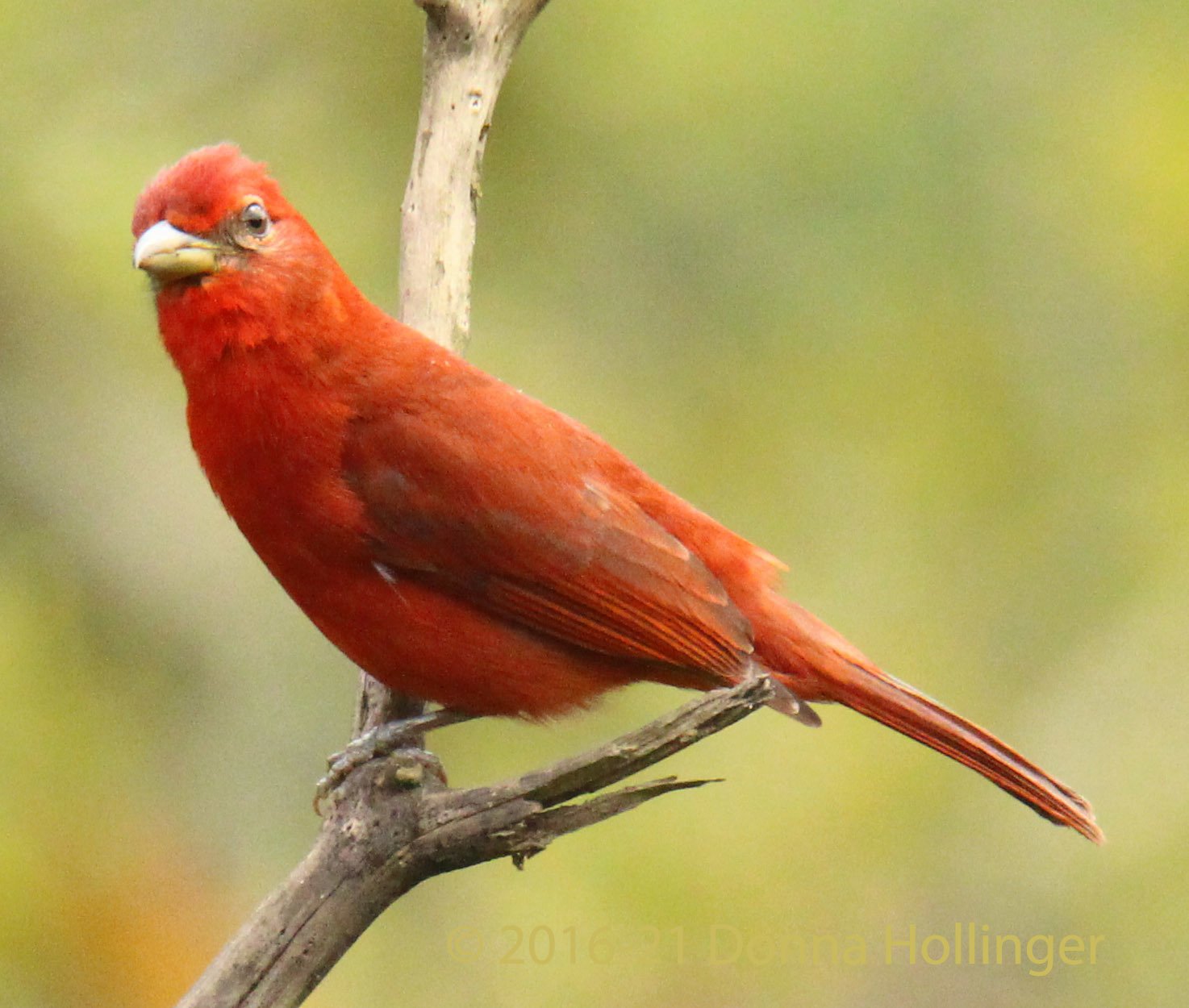 Piranga rubra image