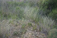 Rumia crithmifolia