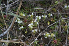 Thymus roegneri