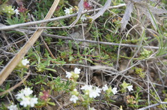Thymus roegneri
