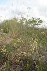 Rumia crithmifolia