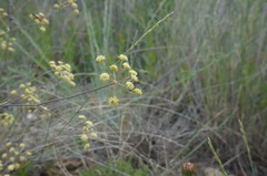 Rumia crithmifolia
