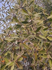 Conocarpus erectus