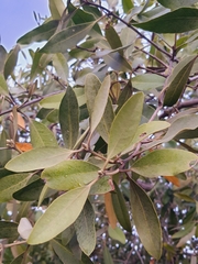 Conocarpus erectus