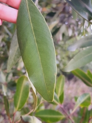 Conocarpus erectus