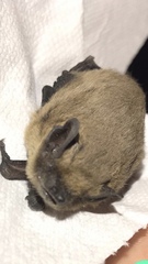 Pipistrellus pipistrellus