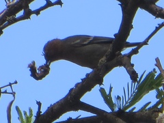 Melaniparus fringillinus