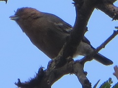 Melaniparus fringillinus