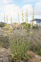 Verbascum undulatum