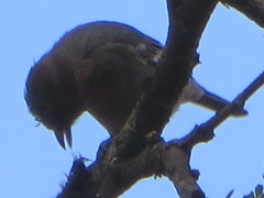 Melaniparus fringillinus