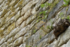 Oxalis megalorrhiza
