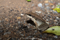 Sylvirana mortenseni