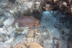 Lethrinidae