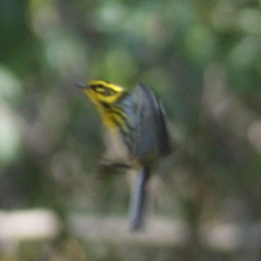 Setophaga townsendi