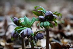 Helleborus purpurascens