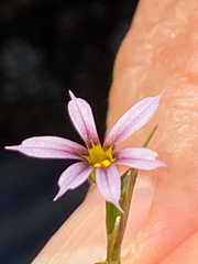 Sisyrinchium micranthum image