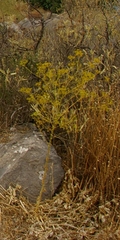 Opopanax hispidus
