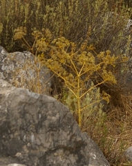 Opopanax hispidus