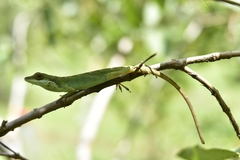 Anolis apollinaris