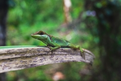 Anolis apollinaris