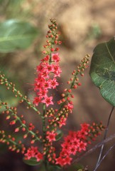Combretum coccineum