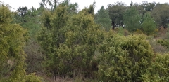Juniperus navicularis