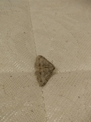 Colostygia multistrigaria