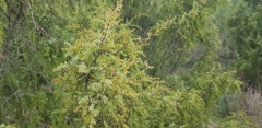 Juniperus navicularis