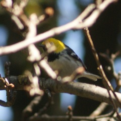 Setophaga occidentalis