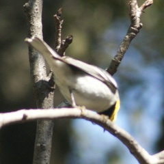 Setophaga occidentalis