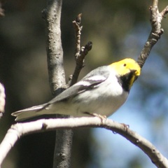 Setophaga occidentalis