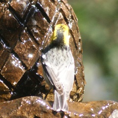 Setophaga occidentalis