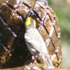 Setophaga occidentalis