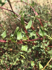 Muehlenbeckia hastulata
