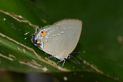 Ostrinotes purpuriticus