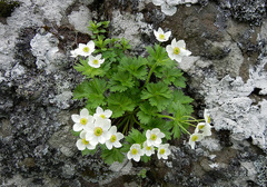 Anemonastrum villosissimum