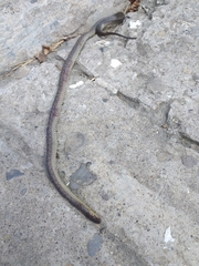 Atractus