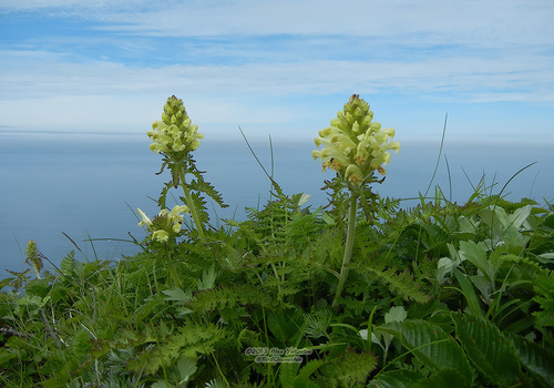 Pedicularis schistostegia iNat (1)