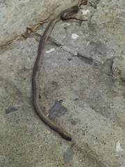 Atractus