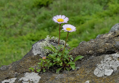 Erigeron thunbergii