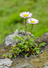 Erigeron thunbergii