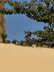 Pyrocephalus rubinus